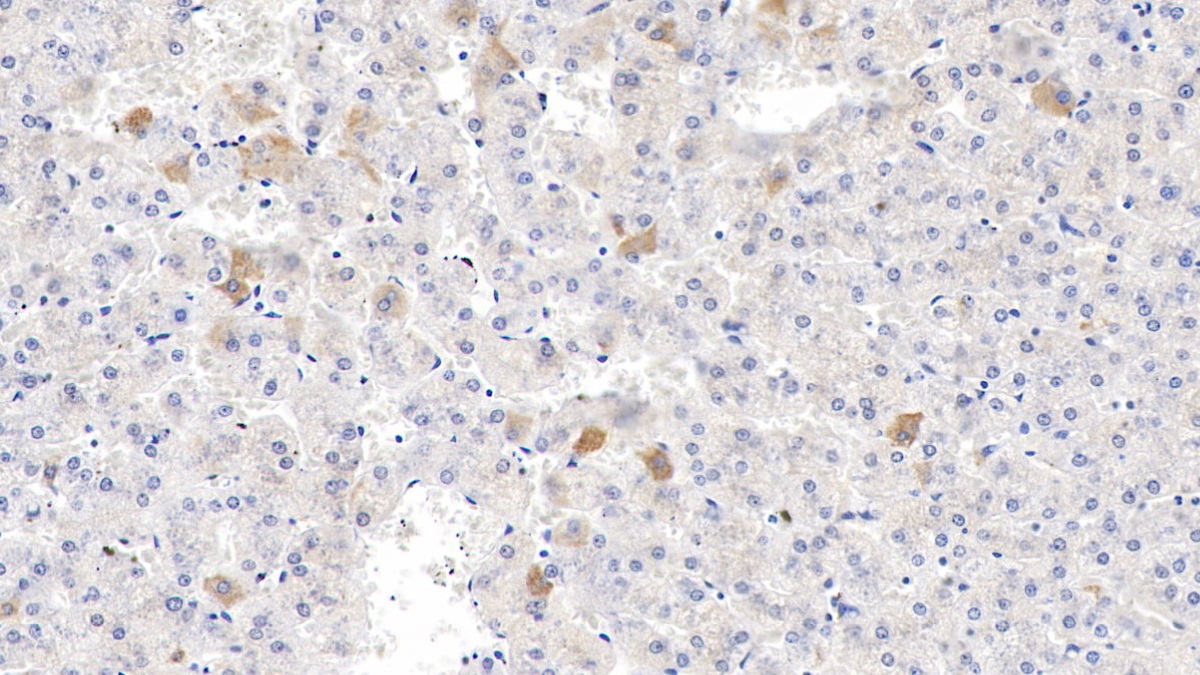 Polyclonal Antibody to Endothelin 2 (EDN2)