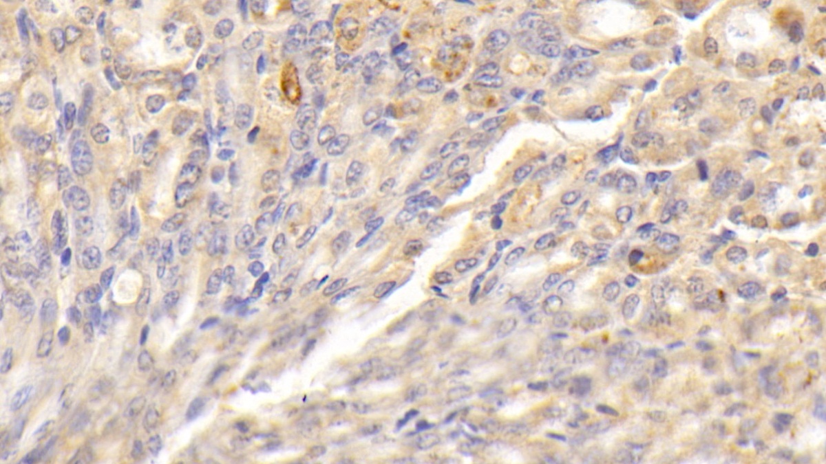 Polyclonal Antibody to Pregnancy Zone Protein (PZP)