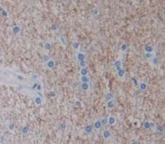 Polyclonal Antibody to Interferon Alpha 5 (IFNa5)