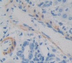 Polyclonal Antibody to Interferon Alpha 5 (IFNa5)