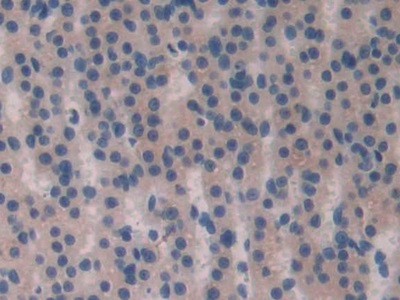 Polyclonal Antibody to Fibroblast Growth Factor 15 (FGF15)