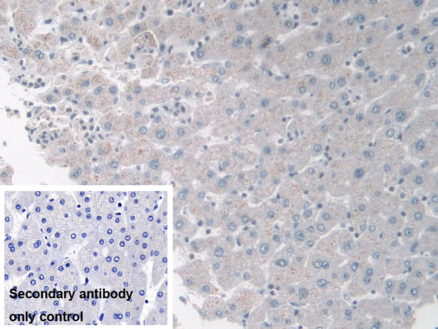 Polyclonal Antibody to Interferon Inducible Protein 35 (IFI35)