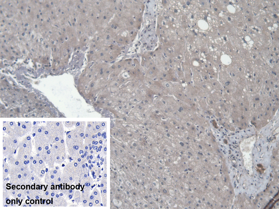 Polyclonal Antibody to Canopy 2 Homolog (CNPY2)