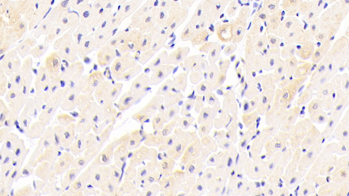 Polyclonal Antibody to Fibronectin Type III Domain Containing Protein 5 (FNDC5)