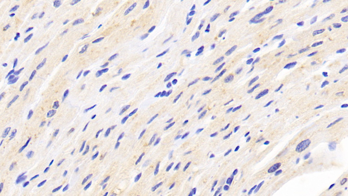 Polyclonal Antibody to Fibronectin Type III Domain Containing Protein 5 (FNDC5)