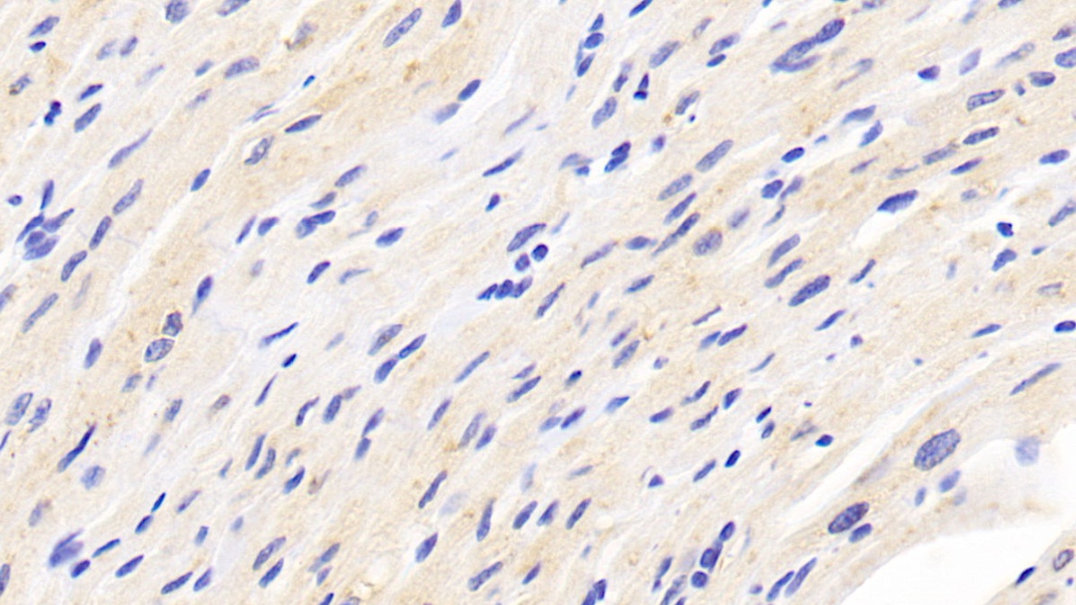 Polyclonal Antibody to Fibronectin Type III Domain Containing Protein 5 (FNDC5)