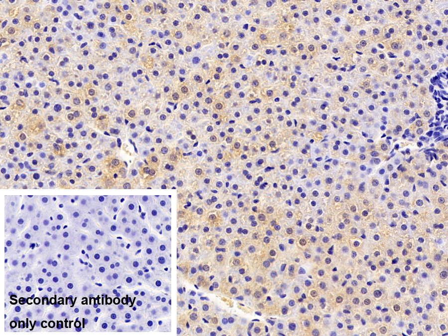 Polyclonal Antibody to Ribosomal Protein L23A (RPL23A)