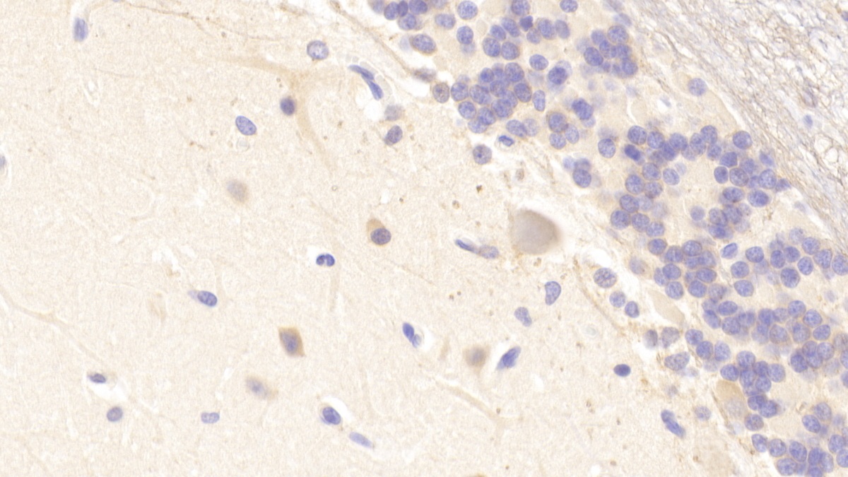 Polyclonal Antibody to Matrix Remodelling Associated Protein 5 (MXRA5)