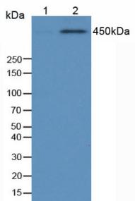 Anti-Phosphorylated Tumor Protein p53 Binding Protein 1 (TP53BP1) Polyclonal Antibody