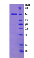 Active Amphiregulin (AREG)