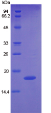 Active Angiopoietin 2 (ANGPT2)