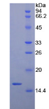 Active Brain Derived Neurotrophic Factor (BDNF)