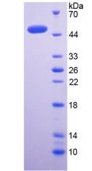 Active Bone Morphogenetic Protein 4 (BMP4)