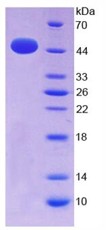 Active Interferon Alpha (IFNa)