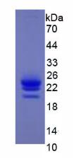 Active Interferon Alpha (IFNa)