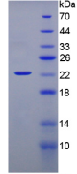 Active Interferon Alpha (IFNa)