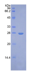 APA036Hu01.png