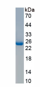 Active Fibroblast Growth Factor 9 (FGF9)