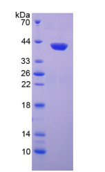 Active Chemokine (C-X-C Motif) Ligand 1 (CXCL1)