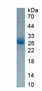 Active Colony Stimulating Factor 3, Granulocyte (GCSF)