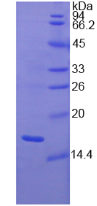 Active Glial Cell Line Derived Neurotrophic Factor (GDNF)