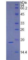 Active Interferon Gamma (IFNg)