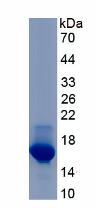 Active Interferon Gamma (IFNg)