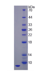 Active Insulin Like Growth Factor 1 (IGF1)