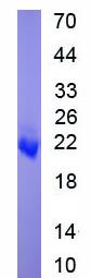 Active Interleukin 10 (IL10)