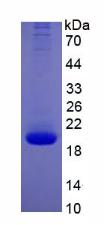 Active Interleukin 10 (IL10)