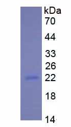 Active Interleukin 10 (IL10)