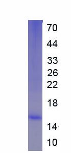 Active Interleukin 13 (IL13)