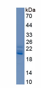 Active Interleukin 16 (IL16)