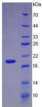 Active Interleukin 17 (IL17)