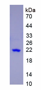 Active Interleukin 17 (IL17)