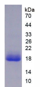 Active Interleukin 18 (IL18)