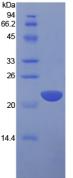 Active Interleukin 1 Alpha (IL1a)