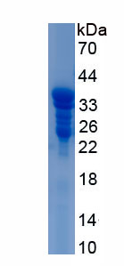 Active Defensin Beta 2 (DEFb2)