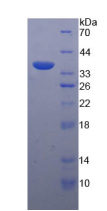 Active Defensin Beta 2 (DEFb2)