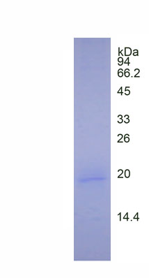 Active Interleukin 4 (IL4)