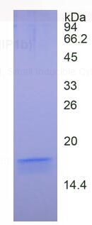 Active Interleukin 4 (IL4)
