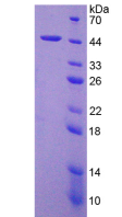 Active Interleukin 4 (IL4)