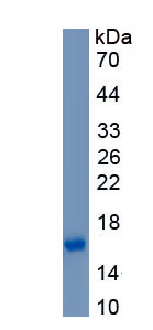 Active Interleukin 4 (IL4)