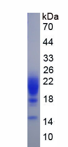 Active Interleukin 5 (IL5)