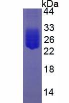 Active Interleukin 6 (IL6)