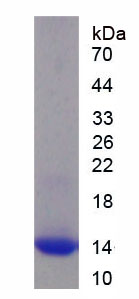 Active Interleukin 8 (IL8)