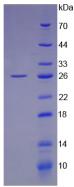 Active Leukemia Inhibitory Factor (LIF)