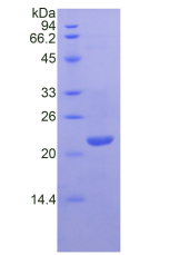 Active Leukemia Inhibitory Factor (LIF)