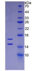 Active Monocyte Chemotactic Protein 1 (MCP1)