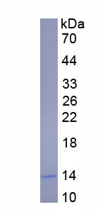 Active Monocyte Chemotactic Protein 2 (MCP2)